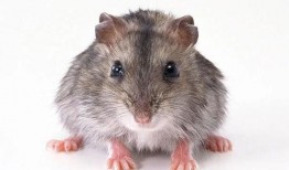 新闻爆料巨型老鼠视频大全,世界之大无奇不有